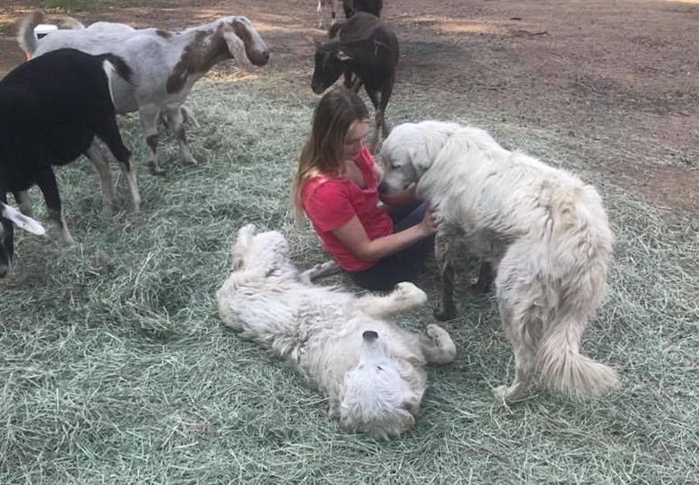Faithful guard dog refuses to abandon his flock of goats during California fires