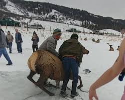 Good samaritans jump into action to save a herd of elk that fell through ice