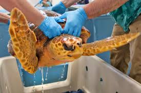 New England aquarium releases 14 sea turtles after rehabilitation