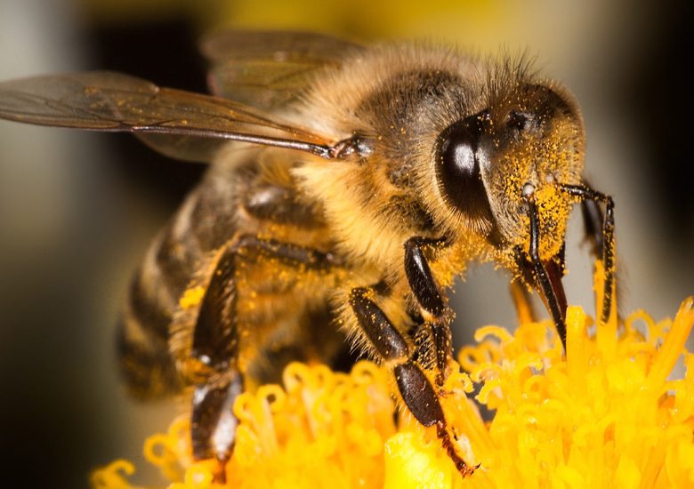 Virginia is distributing free hives and equipment to beekeepers to increase bee populations