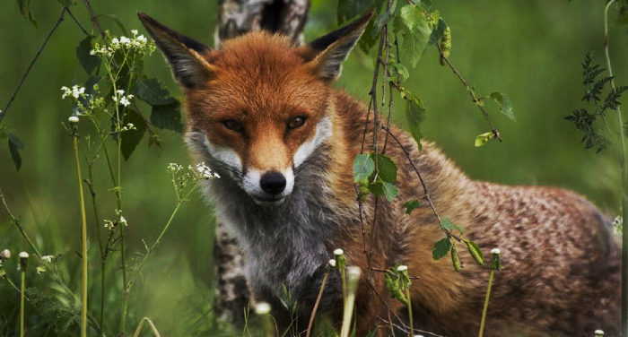 After massive reforestation efforts, rare animals thrive again in China’s Ziwuling Forest Area