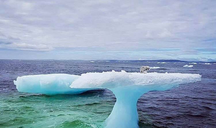 Local fishermen rescue an Arctic fox stranded on iceberg