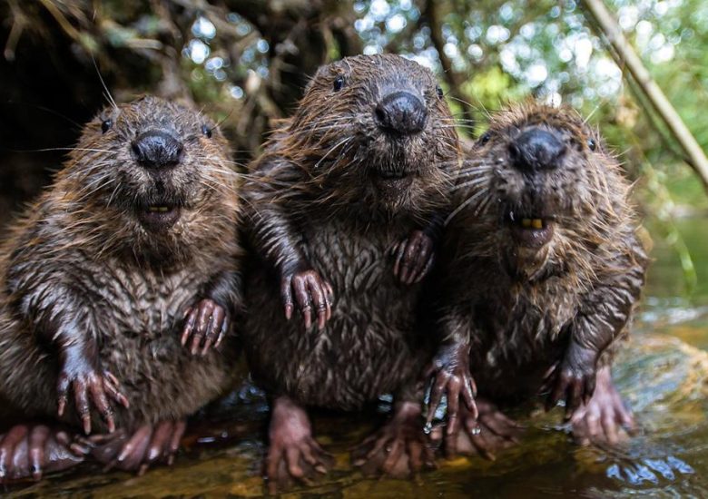 These little mammals might save an English forest from flooding