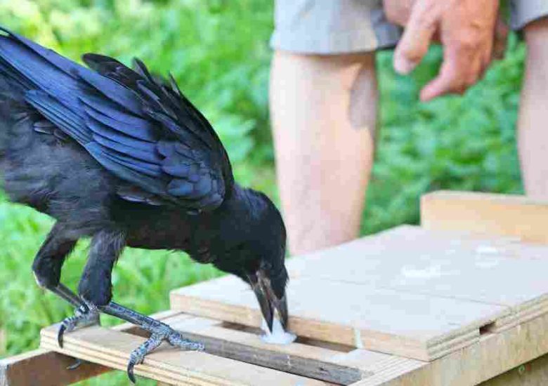 French theme park ’employs’ birds to pick up trash