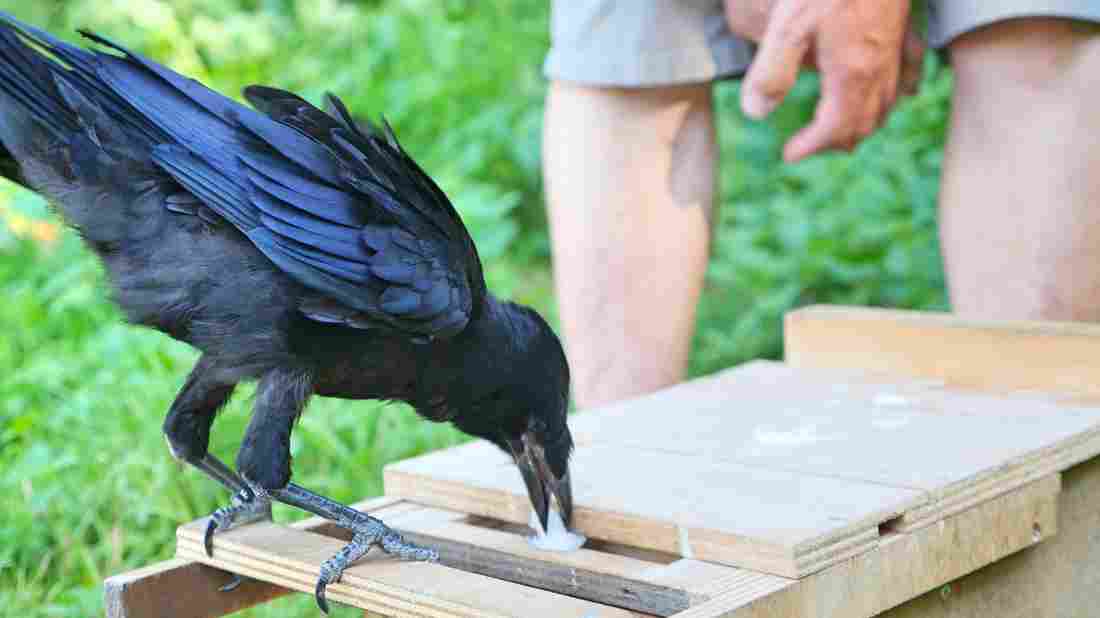 French theme park ’employs’ birds to pick up trash