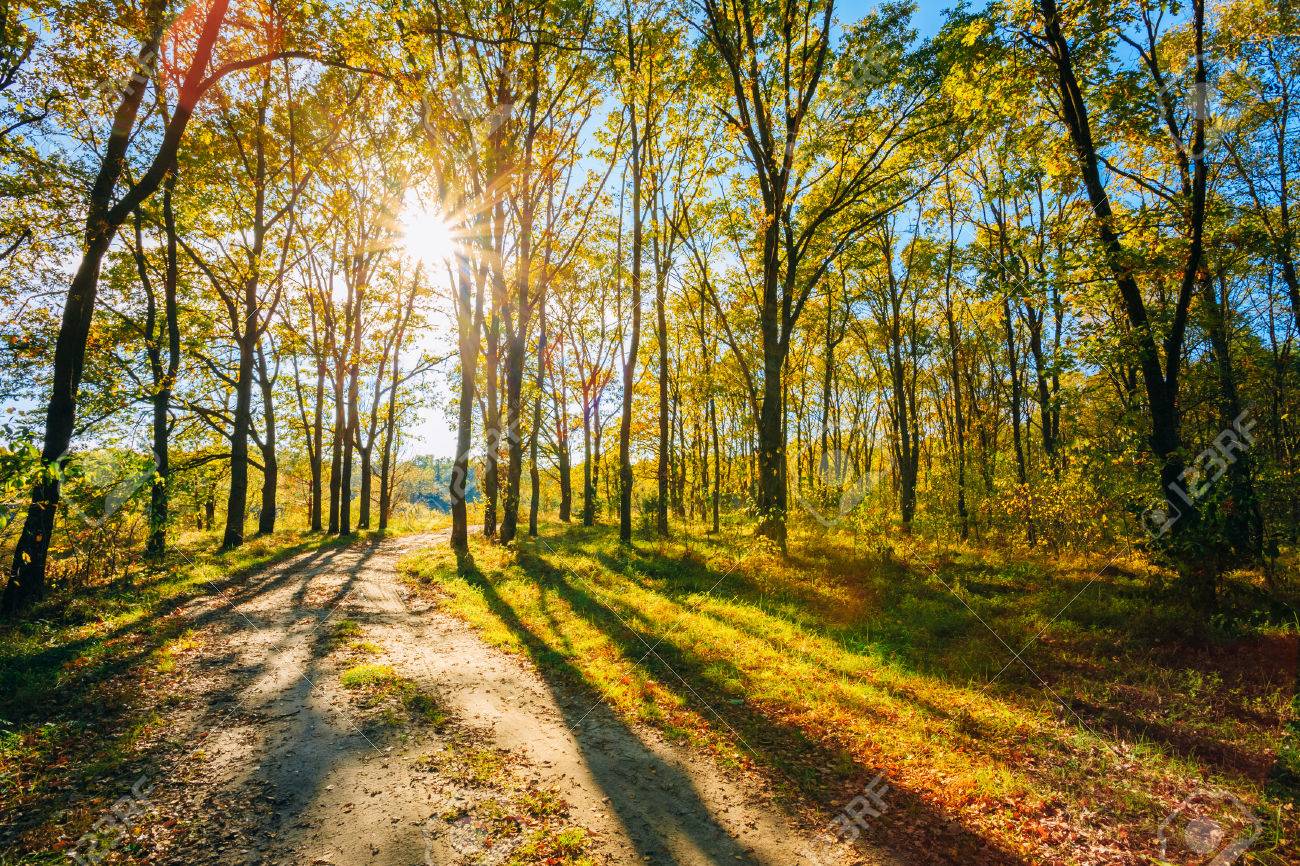 Pakistan’s future Prime Minister aims to plant 10 billion trees in 5 years