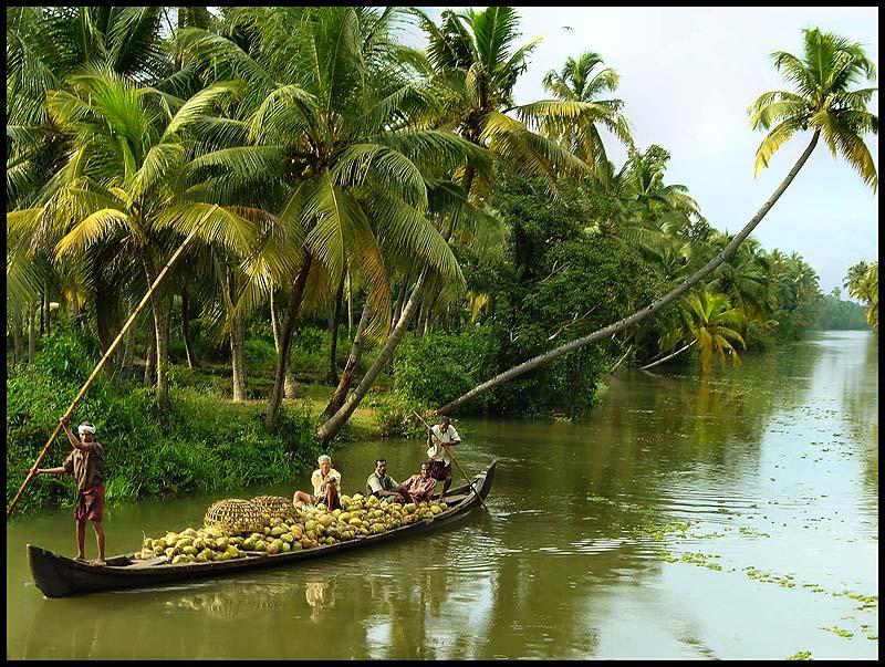 A silver lining to the Kerala floods : Mud deposits from the floods turns soil fertile