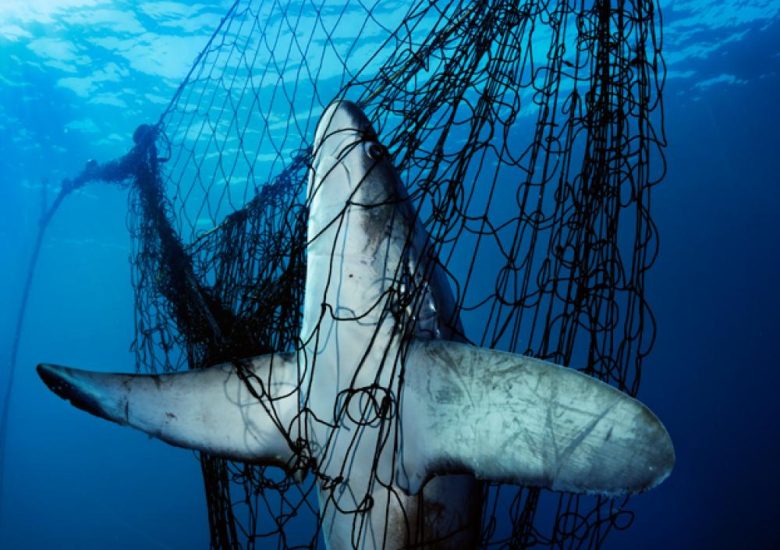 California all set to say good-bye to fishing nets blamed for killing several marine animals