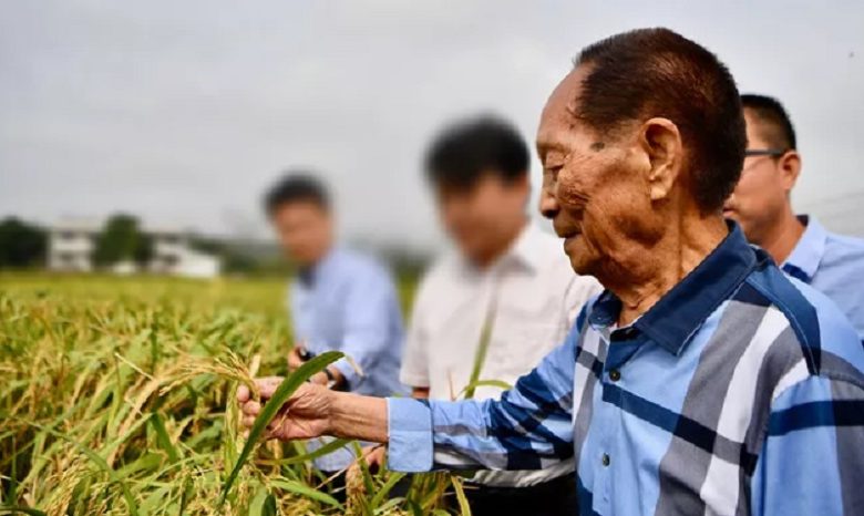 Chinese scientists growing rice using sea water, might be able to ‘feed the entire Arab world’