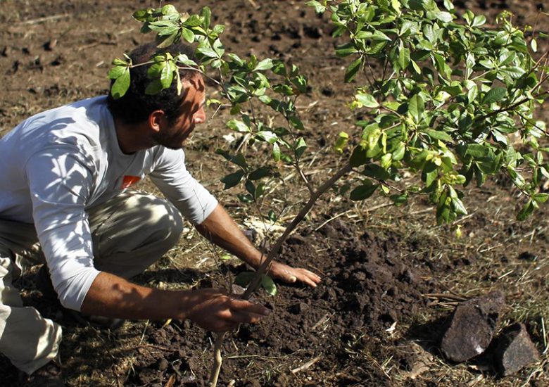 Earth is greener than 20 years ago, thanks to China and India