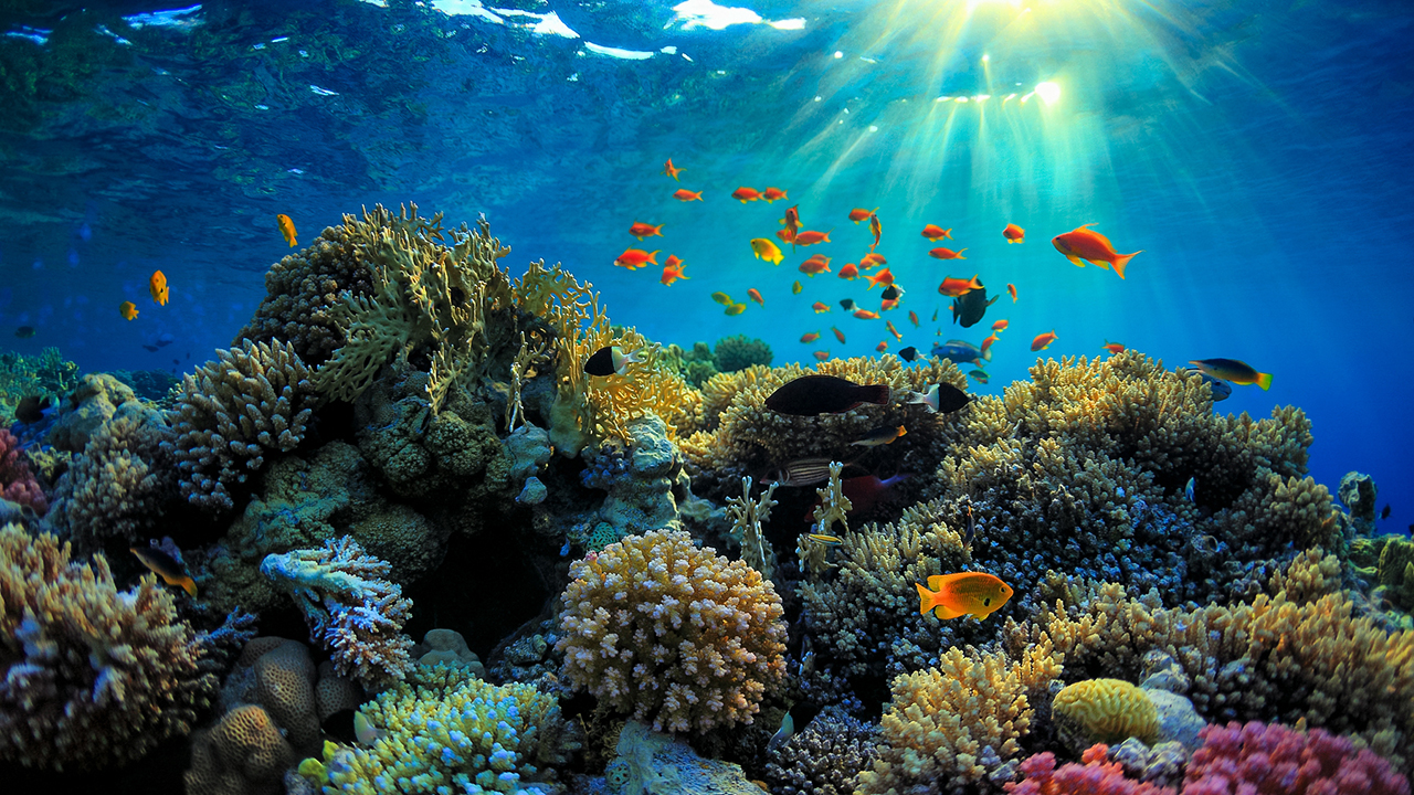 An undersea robot that is helping restore Great Barrier Reef by seeding damaged parts with thousands of baby corals