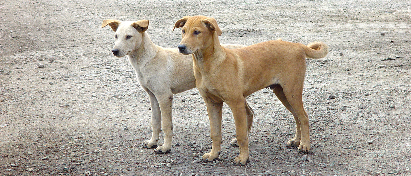 How Chennai residents befriended strays and turned them into guardians of their locality