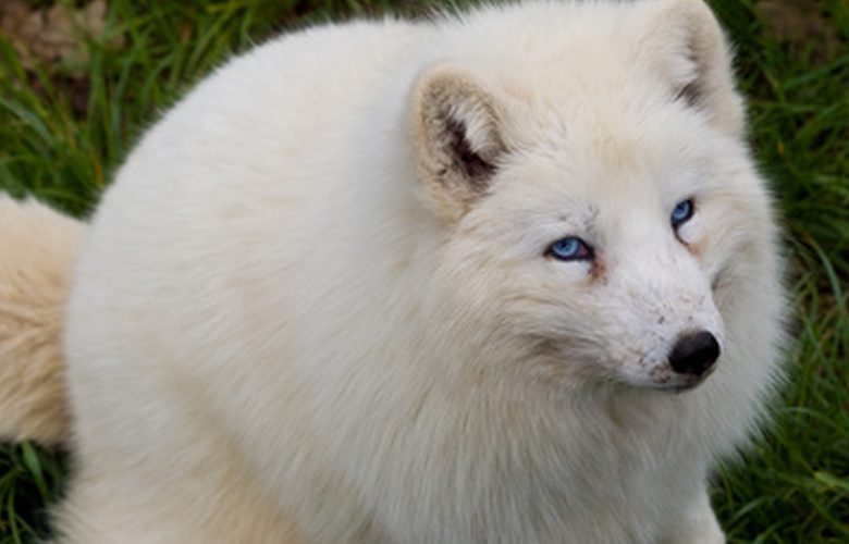 Over 170 white foxes rescued from a Chinese fur farm, find new home at a Buddhist monastery