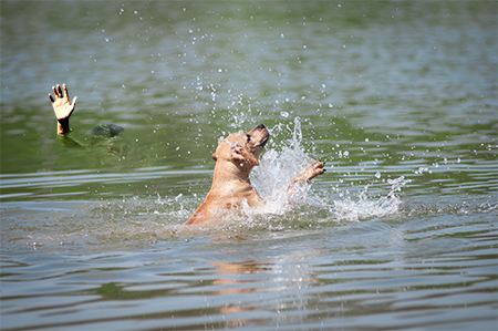 Man celebrating his own birthday jumps into chilly river to save a drowning dog