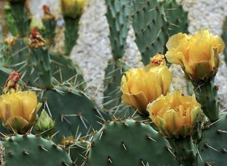 Mexican scientist develops biodegradable plastic from cactus