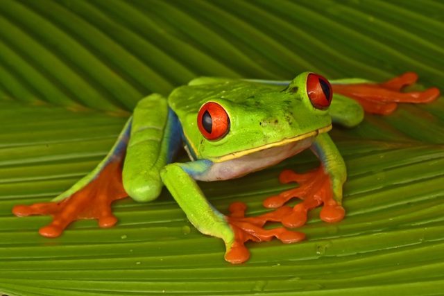 Dozens of creatures thought to be extinct found alive in a “lost city” within the jungles of Honduras