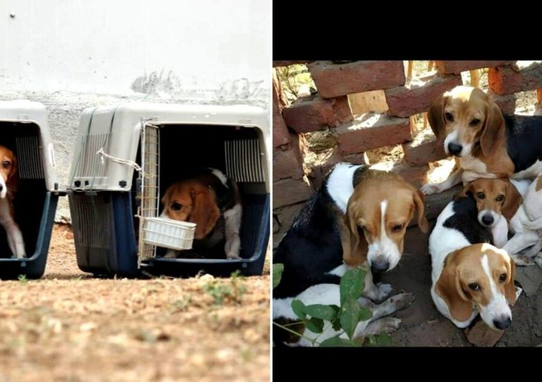 These two Indian women found loving homes for 465 lab-test Beagles