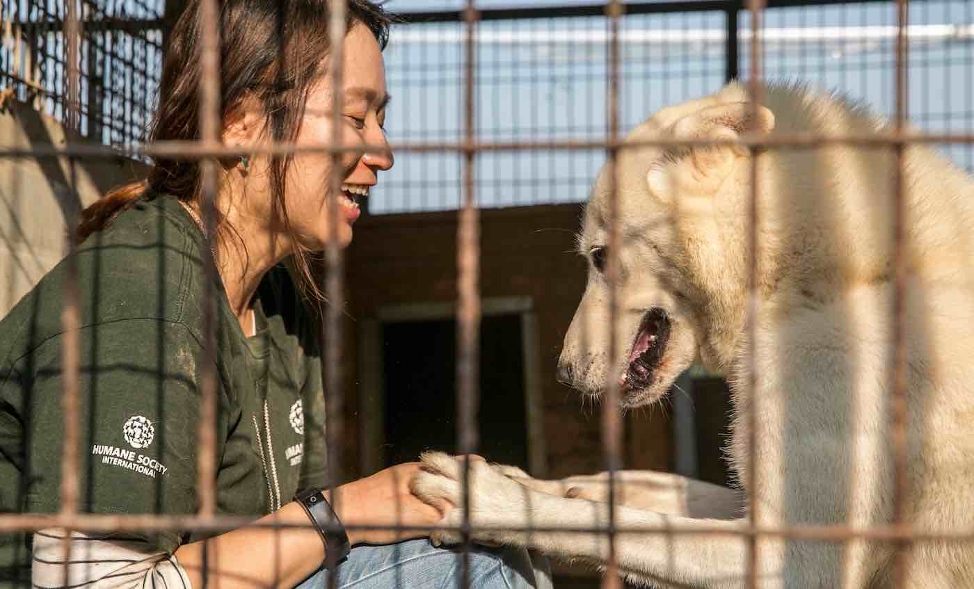 Seoul finally free of dog slaughter