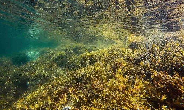 This duo farms seaweed to filter pollution from their favorite beach and also help tackle climate change