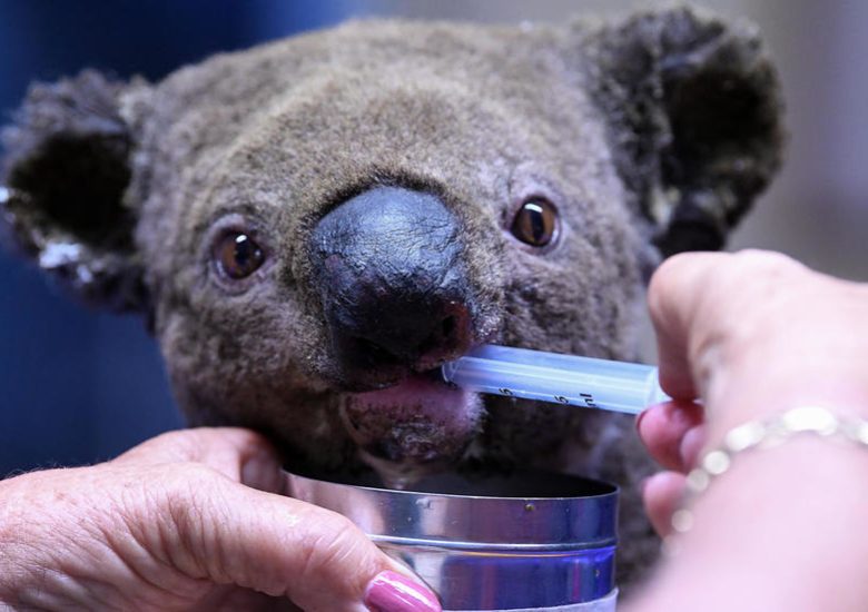 Australian soldiers are using their rest periods to care for koalas injured in the catastrophic bushfires