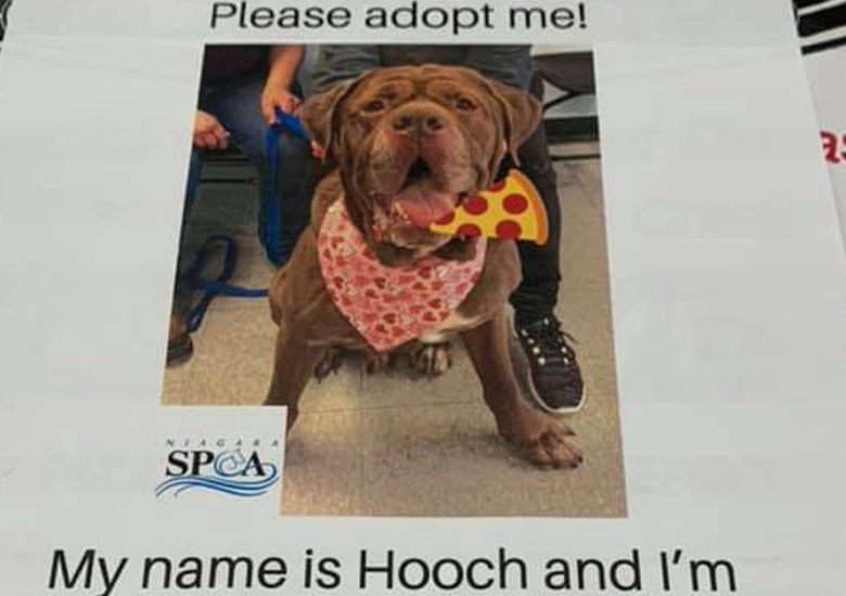 This pizza shop puts up pics of adoptable shelter animals on their delivery boxes