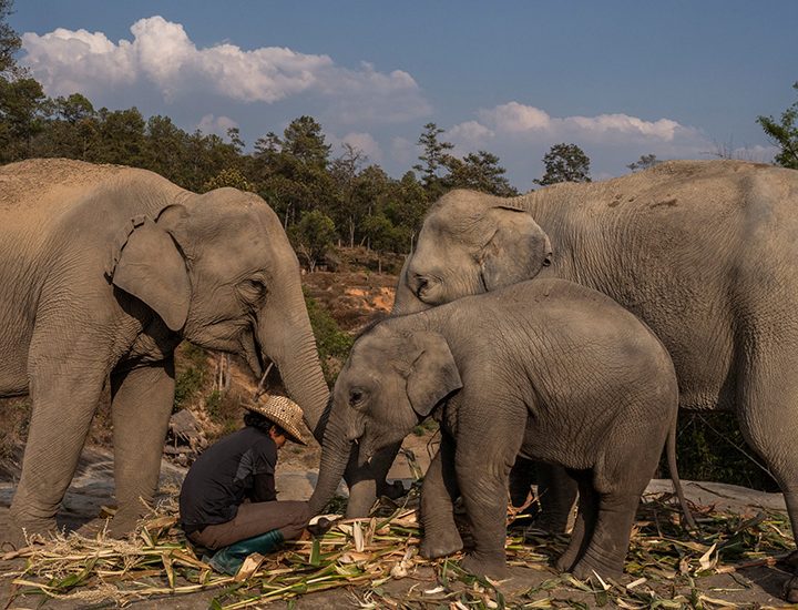 78 working elephants have been set free for good in Thailand due to COVID-19