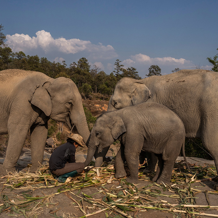 78 working elephants have been set free for good in Thailand due to COVID-19