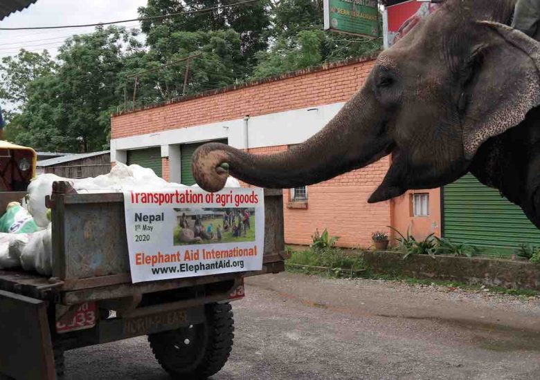 This woman came up with the perfect solution to keep tourist trade elephants fed as tourism collpases