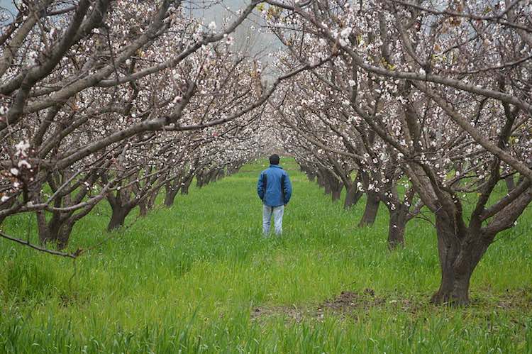 COVID-19 lockdown renders thousands of laborers unemployed, Pakistan hires them for planting trees