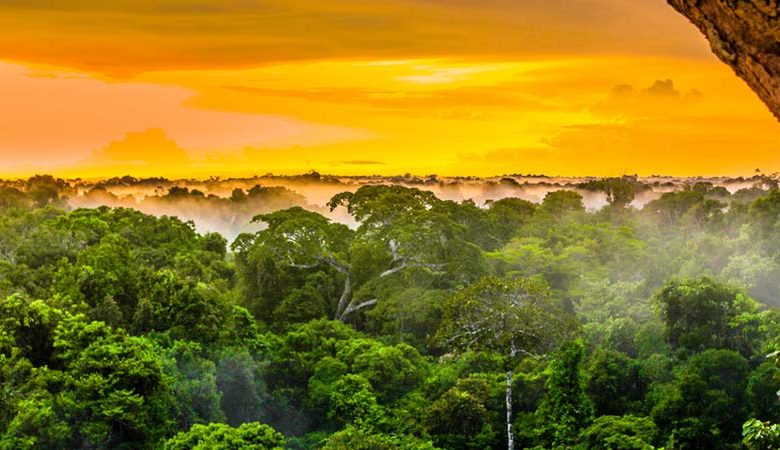 150 scientists take upon themselves to save the Amazon rainforest