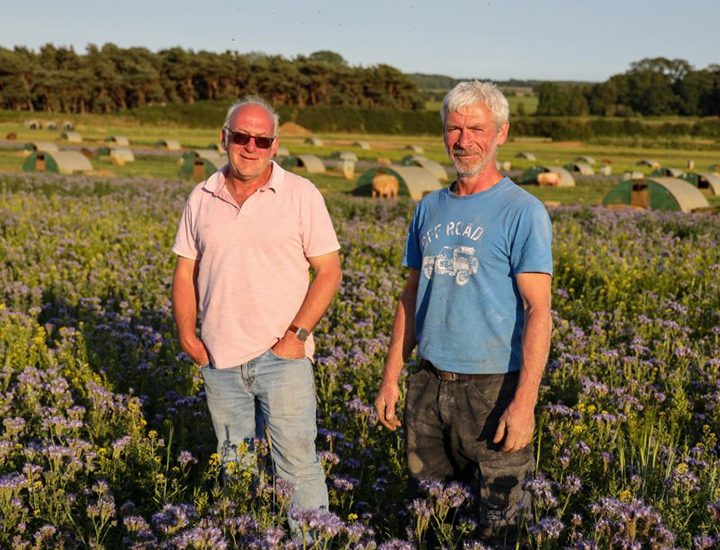 These English farmers feed 1 million bees by turning over 81 acres of their land to wildflowers