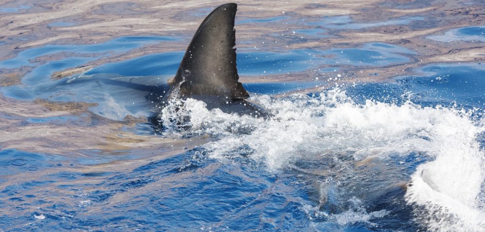 Off-duty Florida Police officer rescues a boy from shark attack