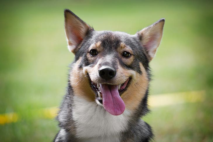 This Texas shelter is building tiny houses for rescue pups